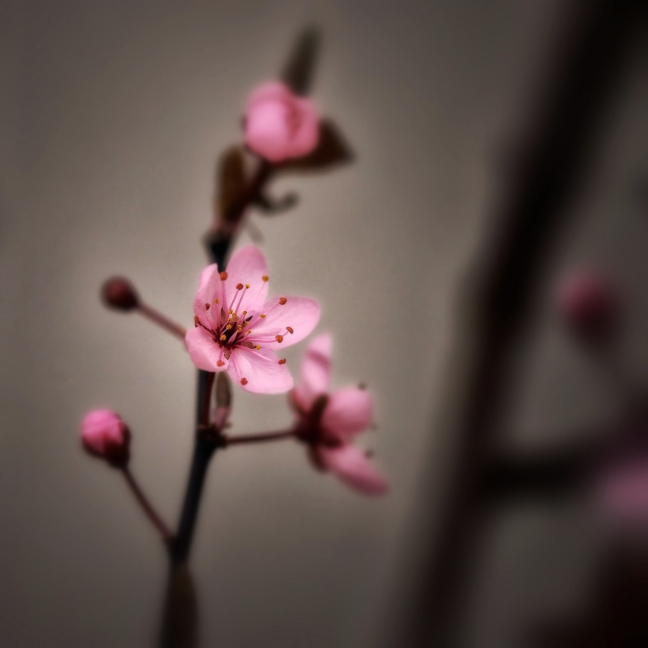 Cherry blossoms dating promo code