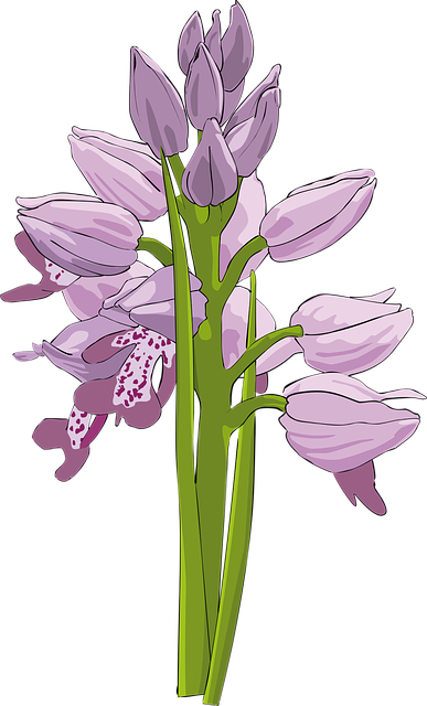 FreeVectorGraphicClusterFlowerNatureOrchidFreeImageOnPixabay1294873 FreeVectorGraphicClusterFlowerNatureOrchidFreeImageOnPixabay1294873