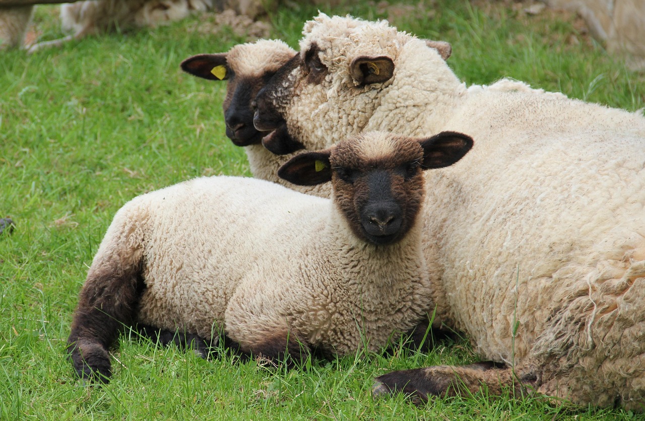 Free photos of lambs Free photos of lambs
