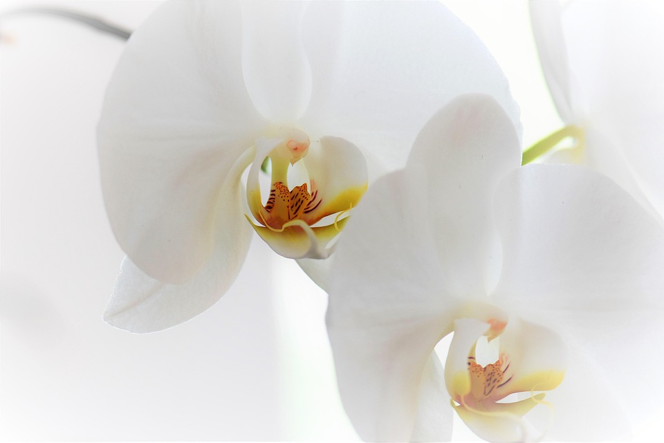 FreePhotoOrchidFlowerBlossomBloomFreeImageOnPixabay2097370 FreePhotoOrchidFlowerBlossomBloomFreeImageOnPixabay2097370