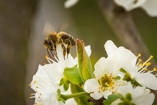 美术,不会,花园,api,性质,花粉,花,蜂蜜,昆虫,蜜蜂长颈鹿开花跳舞的动物图片