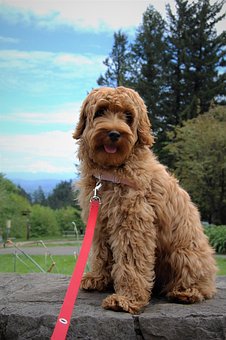 Mt Hood, Puppy, Labradoodle, Cute
