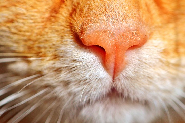 Если у кошки болят зубы симптомы Если у кошки болят зубы симптомы