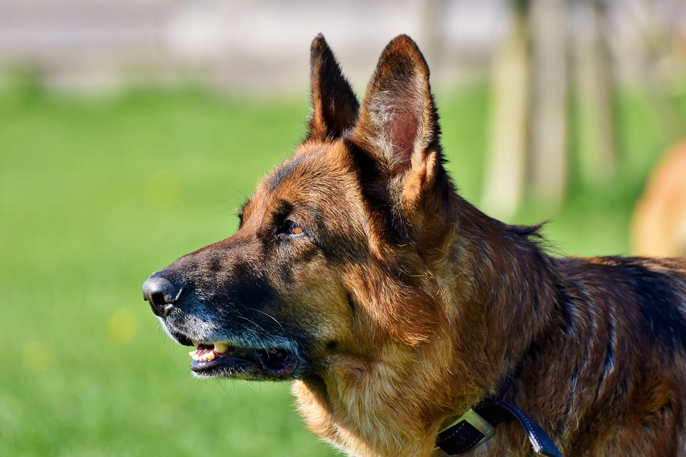 🖼