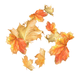 秋天 叶子 落叶 - Pixabay 上的免费 GIF 动图