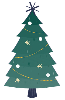 Christmas Tree, Araucaria Columnaris