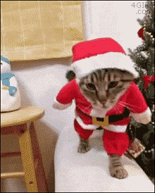 Cat, Christmas, Hat