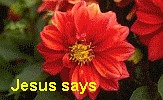 Bible, Jesus, Return, Flower, Red