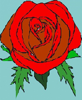Flower, Rose, Flowers, Nature, Colors