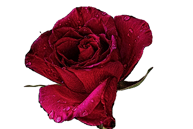 20 cretsiz G l Ve i ekler Hareketli GIF leri Ve kartmalar Pixabay 20-cretsiz-g-l-ve-i-ekler-hareketli-gif-leri-ve-kartmalar-pixabay