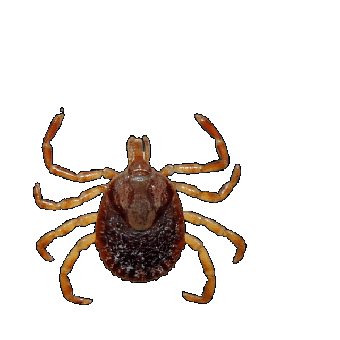 Estrella, Insecto, Parásito, Piojos