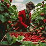 Strawberry, Høst, Parti, Rød, Grøn