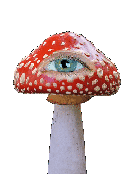 Amanita, Mushroom, Forest, Eyes, Blink