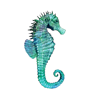 Seahorse, Nature, Sea, Wave, Swimming