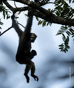 Gibbon, Wildlife, Animal, Ape, Zoo