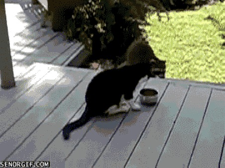 Vaskebjørn, Cat, Søt, Morsom