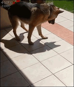 Hund, Skygge, Venner, Søt, Spiller