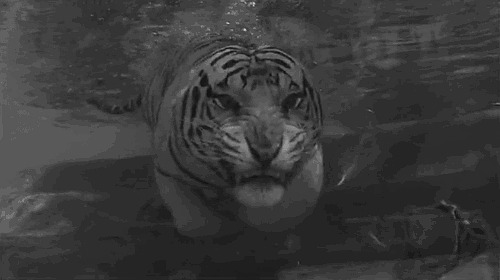 Skikkelig Skummelt, Tiger, Hoppe