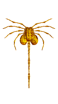 Facehugger, Stranger, Monster