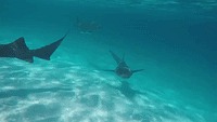Shark Gif