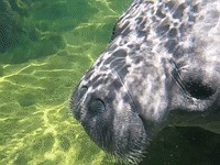 Manatee Gif