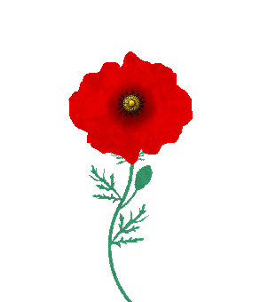 Poppy, Flower, Bloom, Red, Spring, Flora, Petals