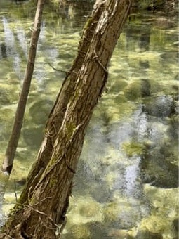 River, Tree, Water, Liquid, Loop, Nature