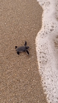 Baby Turtle