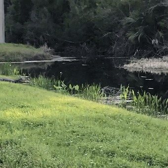 Alligator