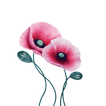 Poppy, Flower, Bloom, Plant, Flora, Petals, Wildflowers