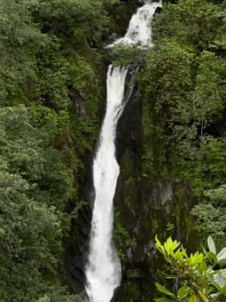 Waterfall, August, Forest, Lush, Tall