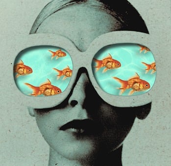 Goldfish, Water, Fish, Swimming, Flock