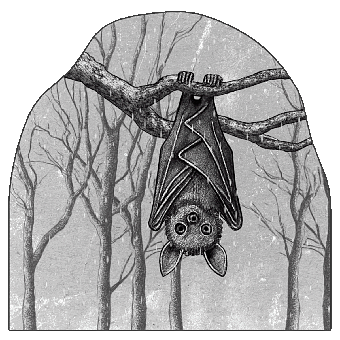 Schläger, Tier, Chiroptera, Aufhängen
