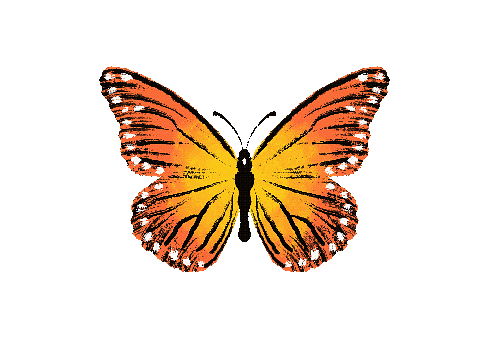Beautiful hand-drawn illustration of a butterfly and gift box, created digitally using Procreate. This charming and organic artwork is perfect for greeting cards, birthday invitations, packaging design, stickers, scrapbooking, spring-themed projects, and decorative element.