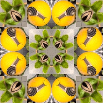 Snails, Snail, Nature, Orange