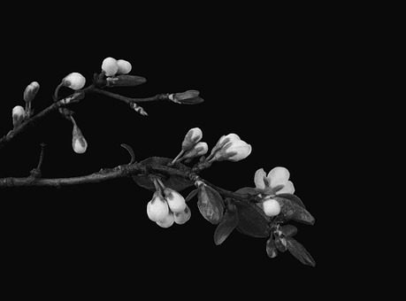 Nature, Flower, Rose, Petals