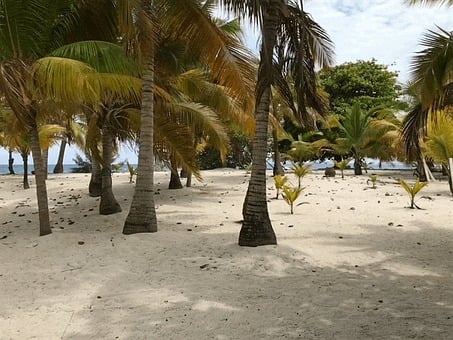 Palm Trees, Island, Tropical, Beach