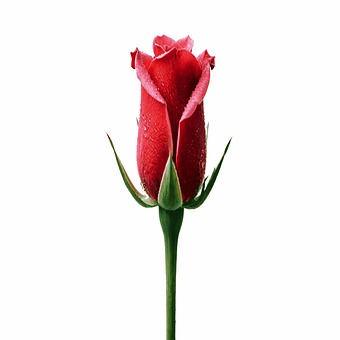 Red flower GIF photo with a white background Romantic gift Red flower photography