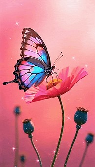 Schmetterling, Rosa, Blüte, Schöne