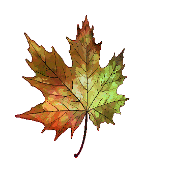 Leaf, Fall, Autumn, Maple, Tree, Rotate