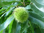 chestnut