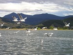 new zealand