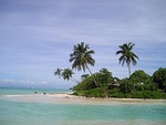 palm trees