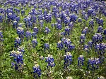 bluebonnets, wildflowers, field