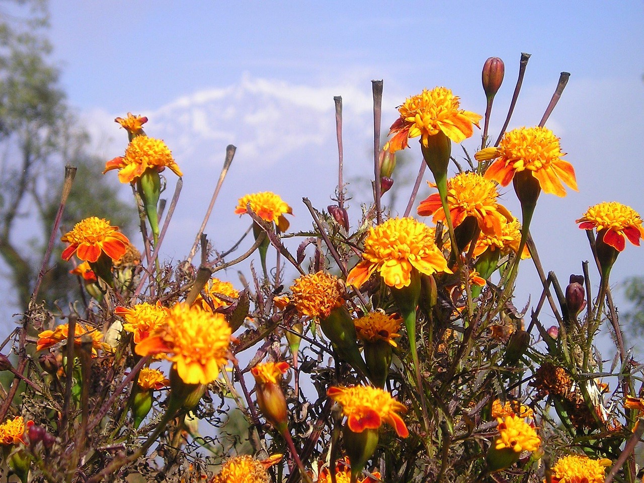 1,000+ Free Himalayas & Nepal Images - Pixabay