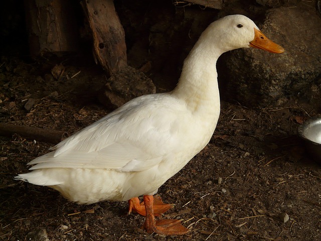 animal