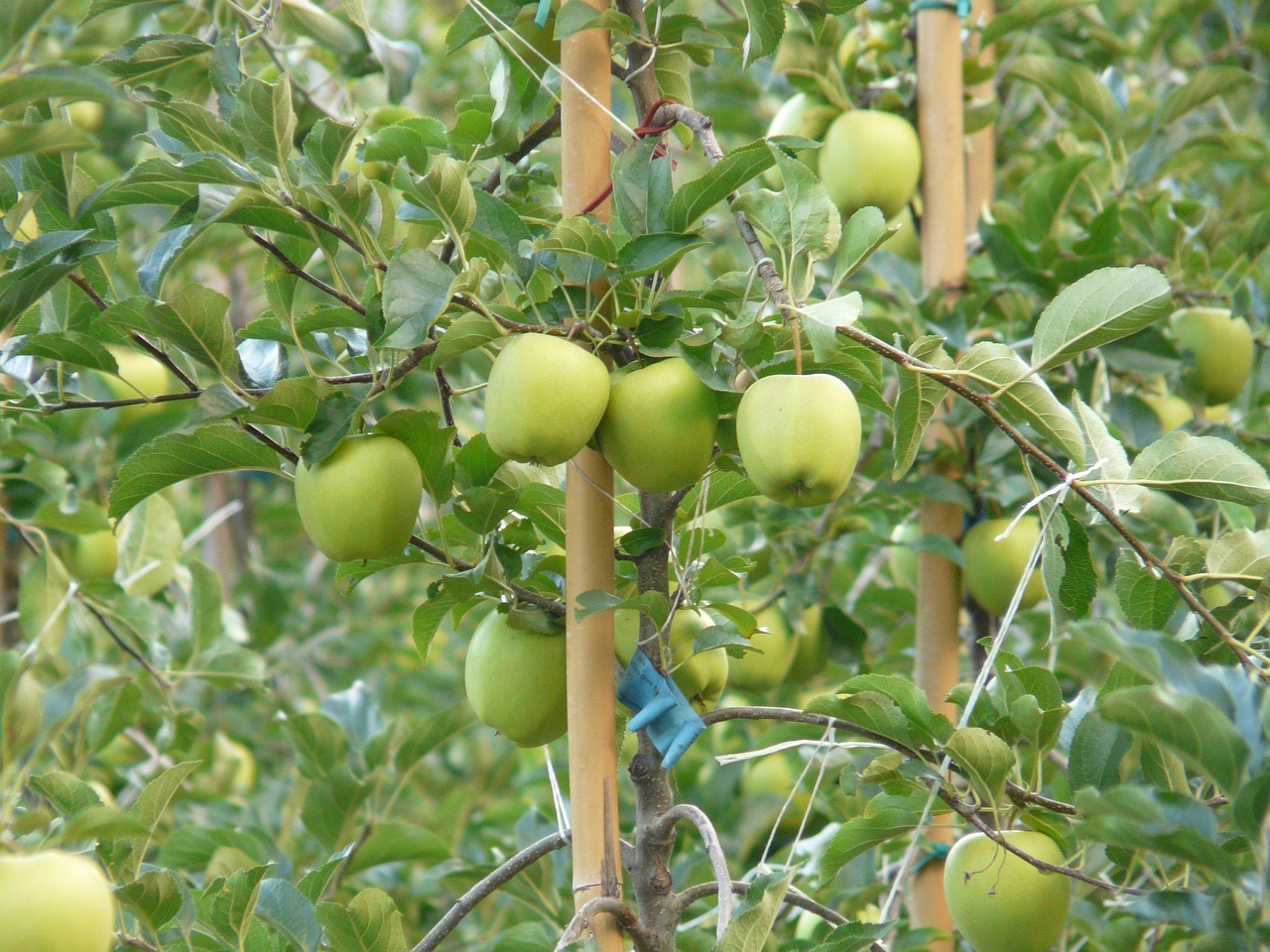 Apple Fruit Green - Free photo on Pixabay