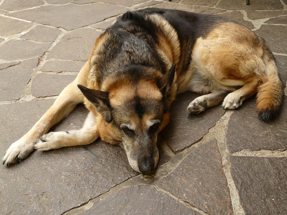 Hond laten afvallen? Praktische tips!