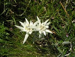 edelweiss
