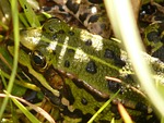 frog